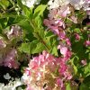 Hortensia paniculata TICKLED PINK