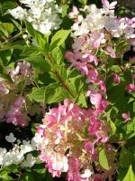 Hortensia paniculata TICKLED PINK