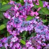 HorteHortensia serrata BARCAnsia serrata BARCA