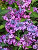HorteHortensia serrata BARCAnsia serrata BARCA
