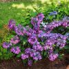 Hortensia serrata BARCA