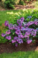 Hortensia serrata BARCA