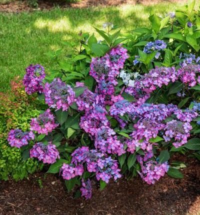 Hortensia serrata BARCA
