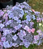 Hydrangea serrata BARCA '