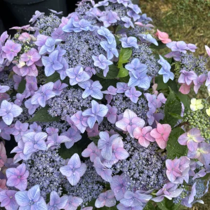 Hydrangea serrata BARCA '
