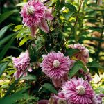 Clematita Josephine Regal-ghiveci de 11 cm Ø - imagine 6