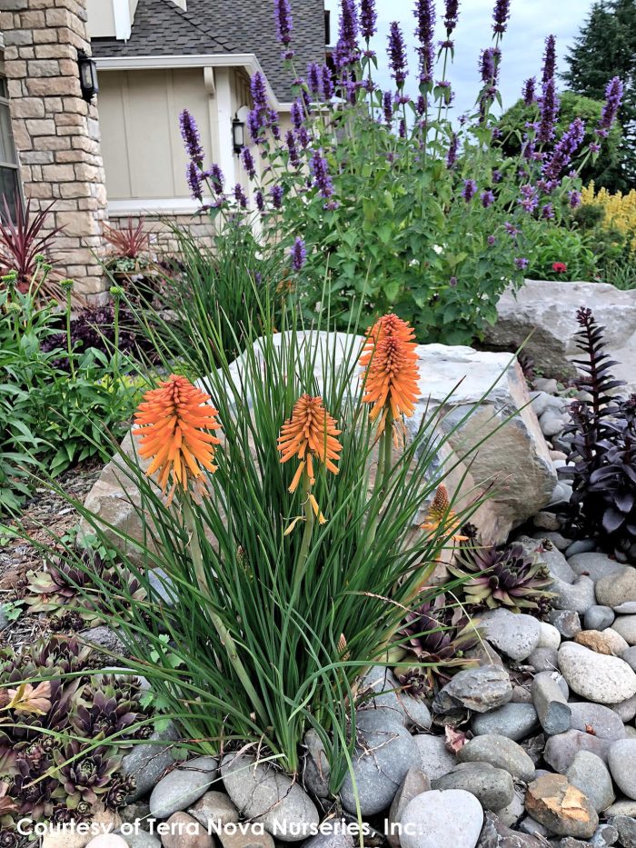 Kniphofia Poco Red-2L - imagine 2
