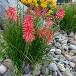 Kniphofia-Poco-Red