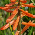 Kniphofia Poco Red-2L