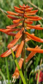 Kniphofia Poco Red-2L