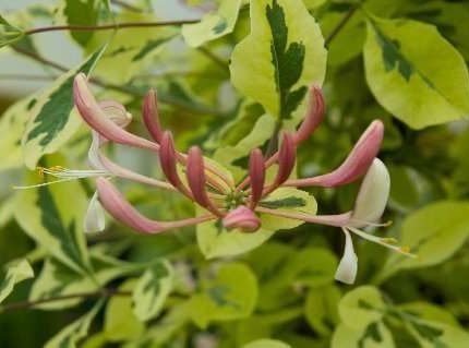 Caprifoi (Lonicera periclymenum) HARLEQUIN Sherlite