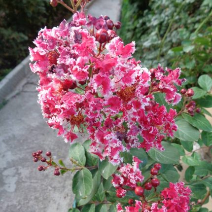 Lagerstroemia indica 'Berlingot Menthe'