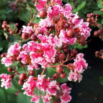 Lagerstroemia indica 'Berlingot Menthe'