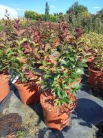 Lagerstroemia indica 'Berlingot Menthe'-5L-livrarea din aprilie - imagine 3
