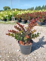 Lagerstroemia indica ENDURING SUMMER RED 'PIILAG -5L - imagine 3