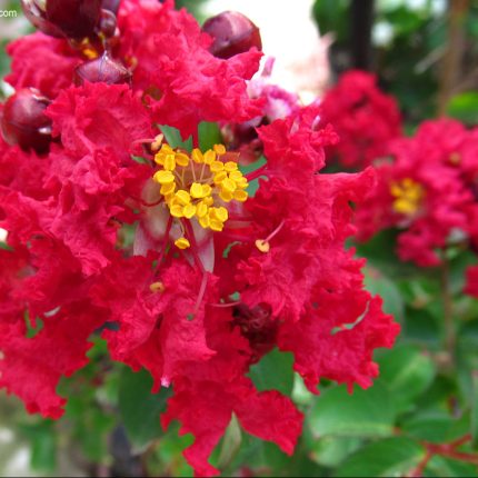 Lagerstroemia indica ENDURING SUMMER RED 'PIILAG