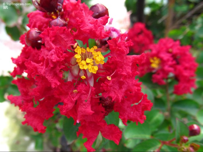 Lagerstroemia indica ENDURING SUMMER RED 'PIILAG