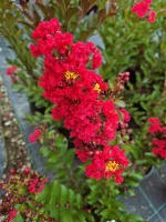 Lagerstroemia indica ENDURING SUMMER RED 'PIILAG