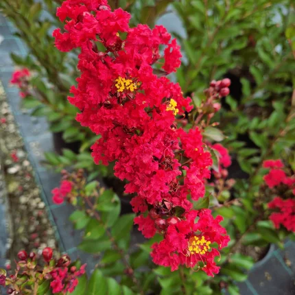 Lagerstroemia indica ENDURING SUMMER RED 'PIILAG
