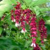 Leycesteria formosa 'Purple Rain'