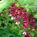 Leycesteria formosa 'Purple Rain'