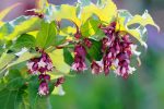 Leycesteria formosa 'Purple Rain'-5L - imagine 2