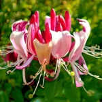 Caprifoi (Lonicera periclymenum) Serotina