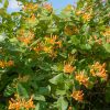 Caprifoi (Lonicera tellmanniana)