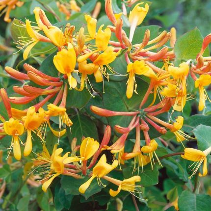 Caprifoi (Lonicera tellmanniana)