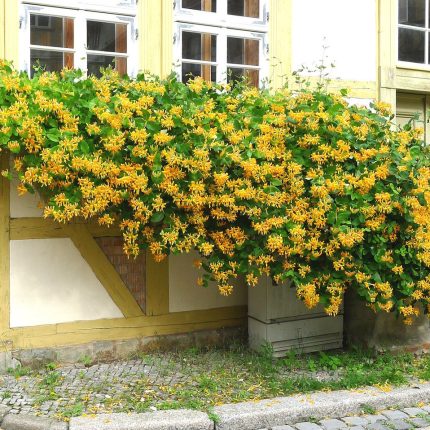 Caprifoi (Lonicera tellmanniana)