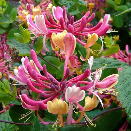 Caprifoi (Lonicera periclymenum) Serotina