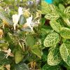 Caprifoi (Lonicera japonica) Aureoreticulata