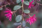 Loropetalum chinense 'Ming Dynasty'-3L - imagine 3