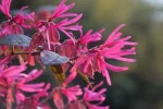 Loropetalum chinense 'Ming Dynasty