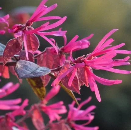 Loropetalum chinense 'Ming Dynasty