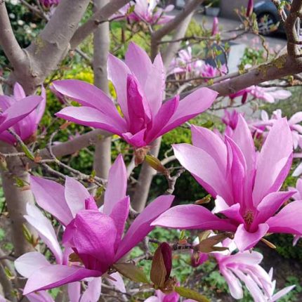 Magnolia Susan