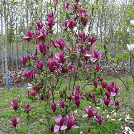 Magnolia liliiflora Nigra