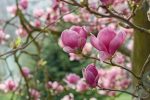 Magnolia soulangeana Rustica Rubra