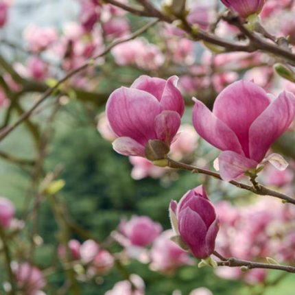 Magnolia soulangeana Rustica Rubra