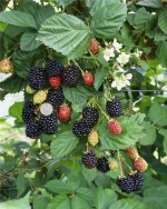 Mur fara spini (Rubus fruticosus) Navaho