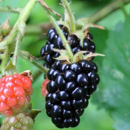Mur fara spini (Rubus fruticosus) Navaho