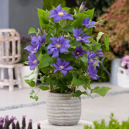 Clematita Olympia Boulevard