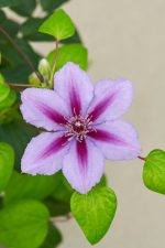 Clematita Triomphe Boulevard