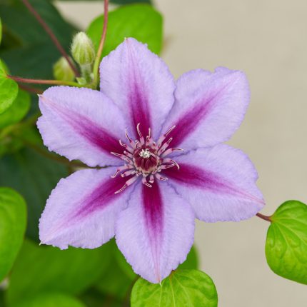 Clematita Triomphe Boulevard