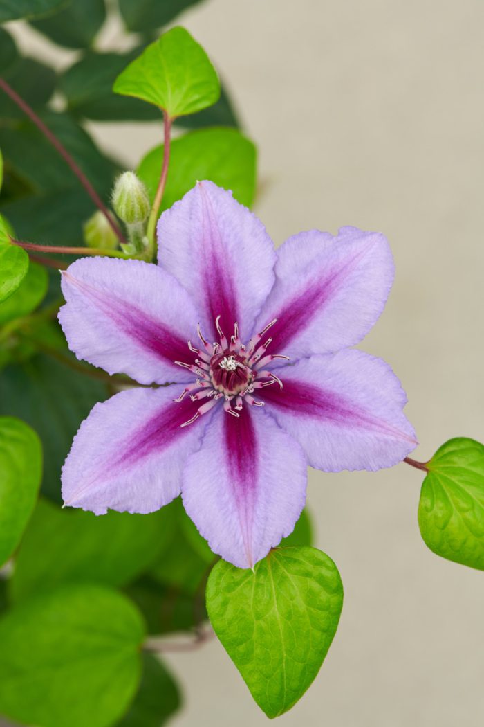 Clematita Triomphe Boulevard