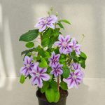 Clematita Triomphe Boulevard