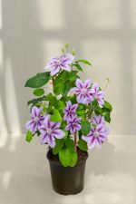 Clematita Triomphe Boulevard