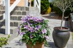 Clematita Triomphe Boulevard