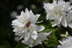 Iasomie (Philadelphus) 'Pompon'