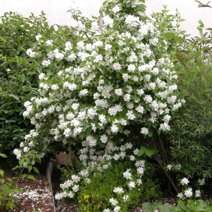 Iasomie (Philadelphus) 'Pompon'